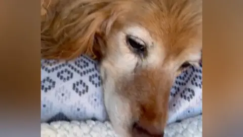 A cocker spaniel-type dog lies with its head on a rug, after being found starving. The close-up photograph shows its eyes and nose and part of its floppy ear.