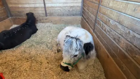 A small white cow sits in a barn at an LA equestrian center 