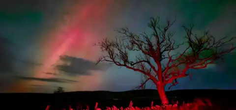 Moira Carrigan A tree in the foreground is illuminated by red light from a car brake light. In the background, the sky is pink and purple from the aurora.