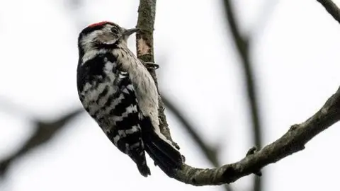 A lesser spotted woodpecker is seen on a bare branch. It has a striped white pattern on its back and a pale speckled front. On the top of his head is a bright red patch.
