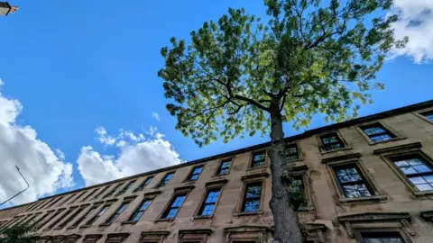 PA Media A wide shot looking up at the Argyle Street Ash as its long thin trunk rises up past the roof of the tenement building and into the blue sky.