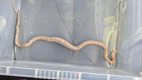A juvenile corn snake with light brown and orange markings resting in a clear plastic container.