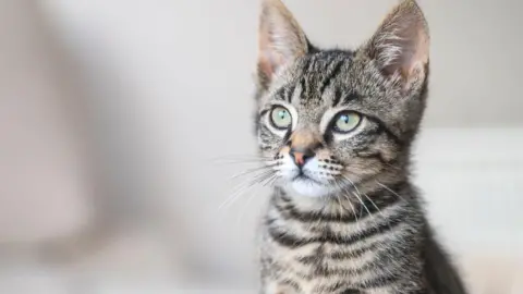 A grey, white and cream tabby cat looks off to the side of the camera.