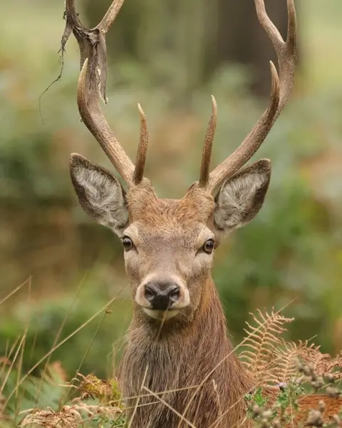 Audrey Hunt A red deer stag looks directly at the viewer, it is surrounded by bracken and grasses and we can only see its head and neck. Its antlers are shedding their velvet and hang in strips from the points.
