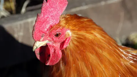 Golden brown cockerel with a bright red comb on its head