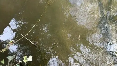 Pat Stirling Murky water with reflections of trees and a few plants at the edges.
