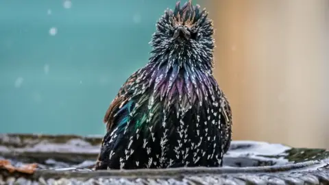 Anthony P Morris Starling at Farmoor