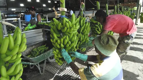 Getty Images Martinique banana plantation workers, file pic 1 Jan 2006