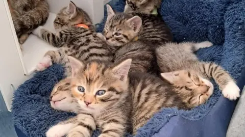 Five blue-eyed tabby kittens lying across each other in a heap on a blue pet bed.