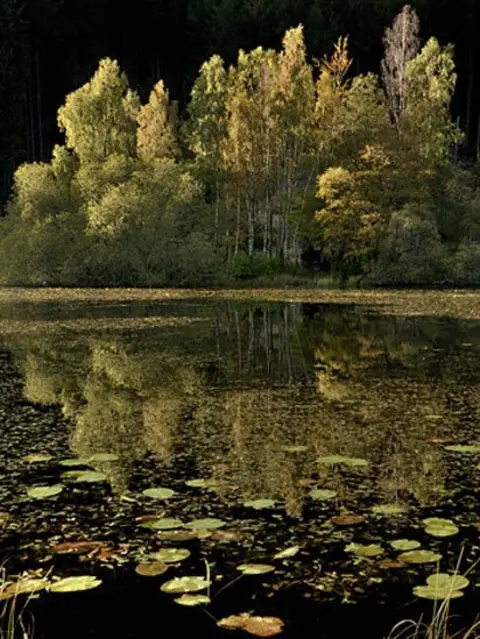 Stephen Whitehorne Stephen Whitehorne