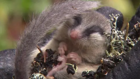 Tree dormouse