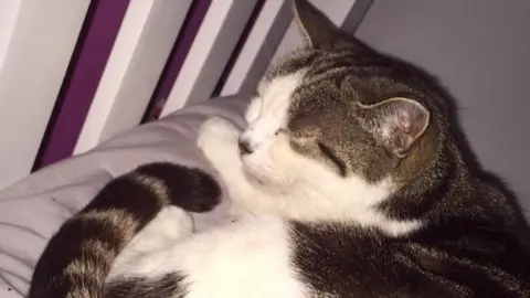 Janine Southard Merri the cat