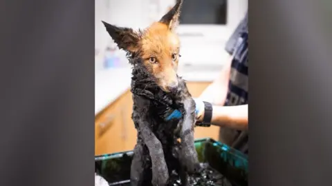 South Essex Wildlife Hospital A fox cub covered in a black sticky tar like substance. He is being cleaned and held up.
