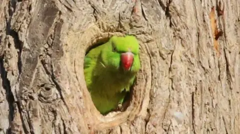 A green parakeet with a red beak is peeking out from a hole in a brown tree. 