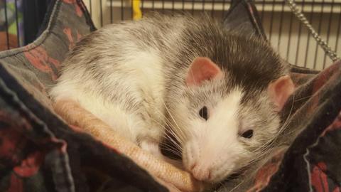 Is it time to stop hating the rat? - BBC News