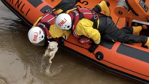 Andrew Turner/BBC White cat rescued by RNLI from River Bure