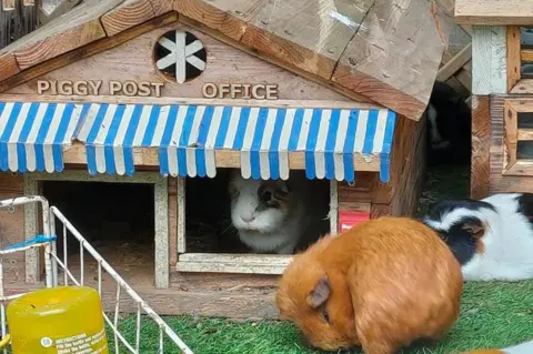 Happy Pants The ranch cares for dozens of guinea pigs