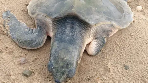 Turtle on Talacre beach