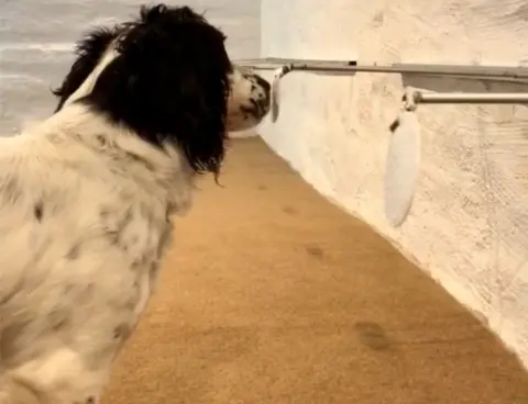 Rentokil A sniffer dog