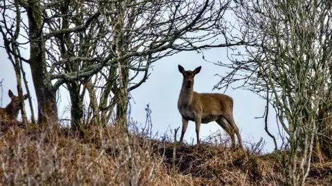 Mister Twister / BBC Weather Watchers A deer stands at the top of a bank in Leek, Staffordshire, looking at the camera. Another is partially hidden on the far left. Bare branches of trees topping the bank offer little cover to them.