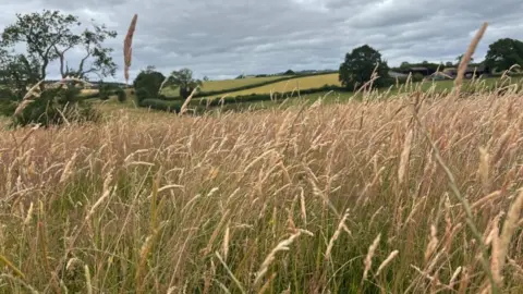 Charlie Stubbs/BBC There is long grain like grass in the foreground. Behind it are oak some oak trees spread across the the landscape. There are more empty fields in the background different shades of green.