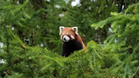 PA Media A red panda in an enclosure at Peak Wildlife Park, Staffordshire