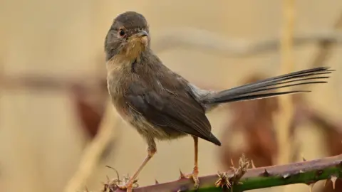 A Dartford warbler with brown feathers and a long tail. It is perched on what appears to be a bramble which has thorns on it. The bird is looking off to the right of the frame while its body is turned to the left.