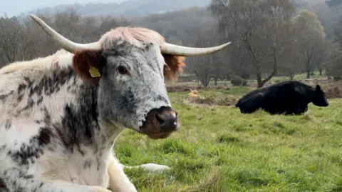 BBC A white cow with darker markings on its hair sitting looking at the camera, with another cow with a black hide sitting in the background.
