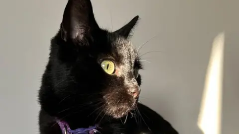 A black cat wearing a purple collar sitting and looking to one side. There's a white wall behind it with some shadows projected onto it.