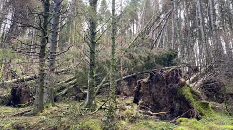 Lots of trees have fallen in a densely forested area. In the foreground of the picture is an uprooted tree 