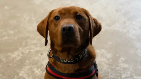 Rocket, a red Labrador who is looking at the camera. He is wearing a red and black harness. He is also wearing a black collar which says 'Dogs4Wildlife' 