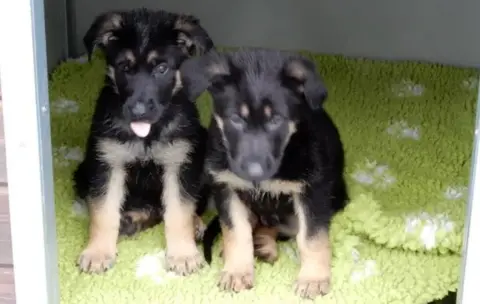 Met Police Puppies