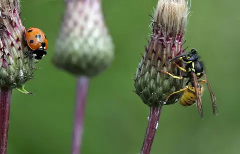 Walter Baxter Close-up of three thistle heads - one with a wasp clinging to it and another with a ladybird. The background is green and out of focus.