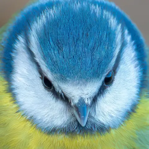 Mark Rielly An extreme close‑up of a blue tit’s face, showing its vivid blue head, white cheeks, small black eyes, and soft yellow feathers.