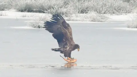 Exmoor National Park A White-tailed Eagle is picking up a fish from a body of water.