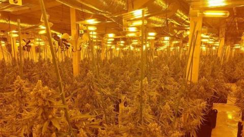 The inside of the cannabis factory in Sudbury
