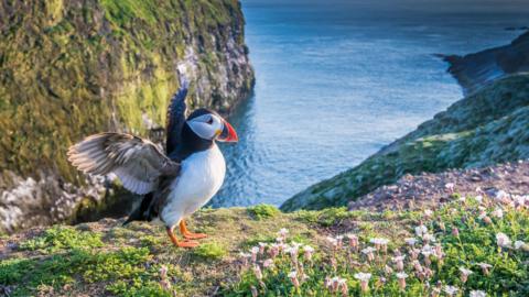 Puffin spreading its wings