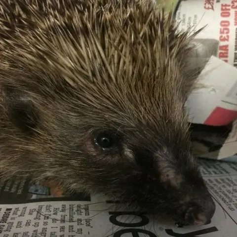 Brinsley Animal Rescue Hedgehog