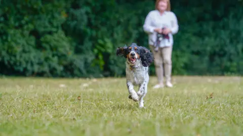 Hearing Dogs Watson is running towards the camera and Jeannette Godsell is standing in the background holding his dog lead.