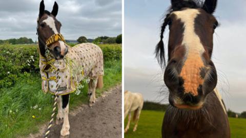 A photograph of Alfie the horse standing next to a hedge, and a second photo showing Alfie's face front on