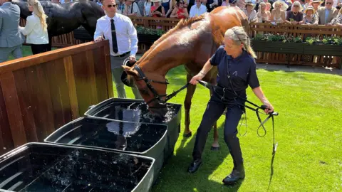 Tom Williams/BBC A brown haired horse drinking from a large black bucket of water. There are rows of spectators behind in the background of the picture.