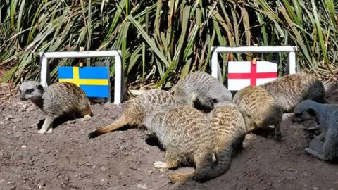 Drayton Manor Park Meerkats at Drayton Manor Park predict an England win