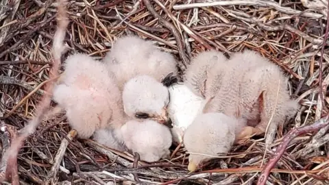 Derbyshire Wildlife Trust Hen harrier chicks