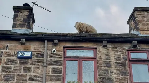 WYFRS Sheep on rooftop