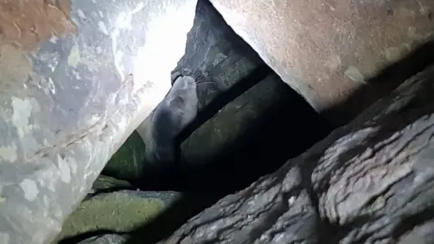 RNLI Port Talbot Seal stuck in rocks at Aberavon Beach, Port Talbot