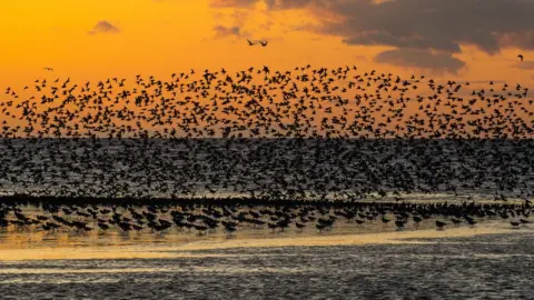 Phill Gwilliam Wader flock at sunset