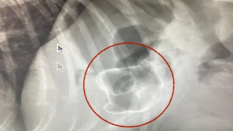 My Family Vets/PA Media X-ray of rubber duck