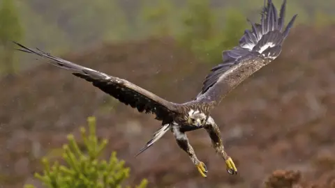 Getty Images Golden eagle