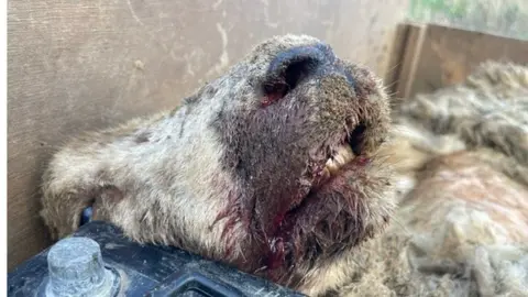 Suffolk Police A sheep with injuries