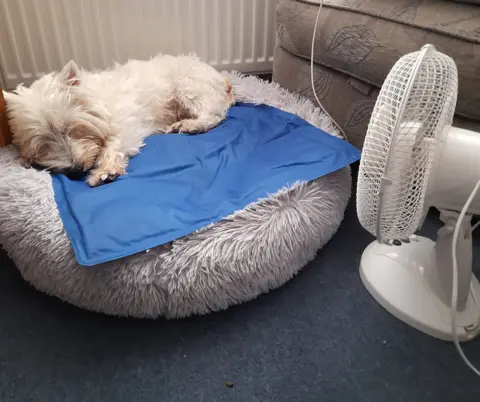 Denise Roberts Molly is keeping cool in Severn Beach, Gloucestershire, on her gel mat and with a fan.